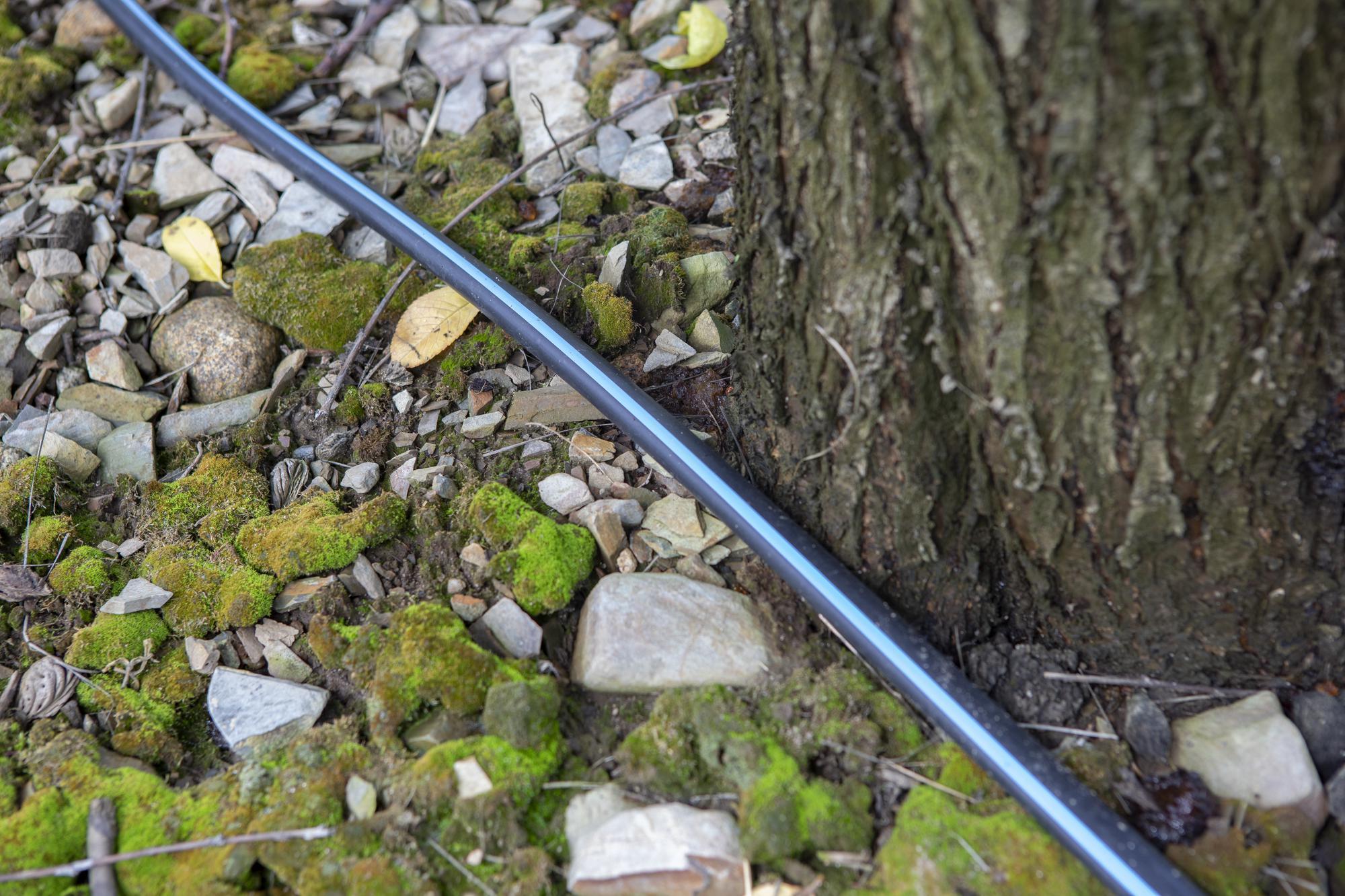 Blue striped hose along rocks and tree trunk, 3/4 in flexible tubing