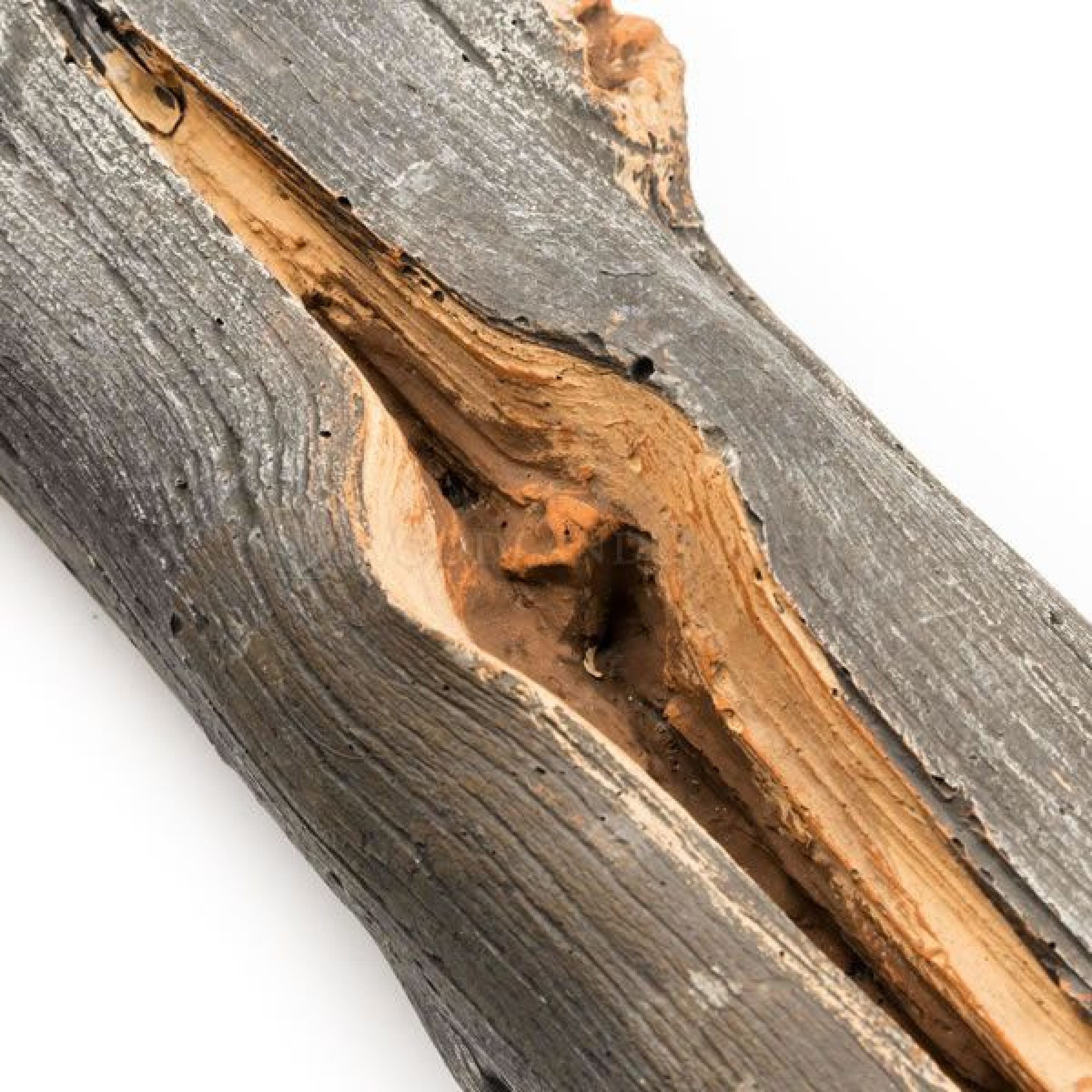 Close-up of juniper Kiva log showing weathered gray bark and orange inner wood