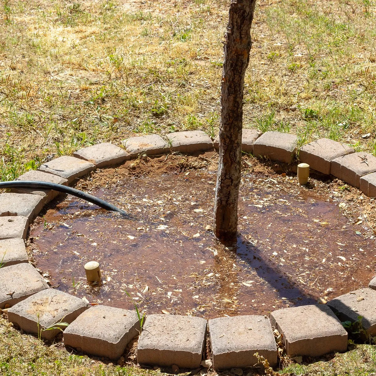 Deep Drip Watering Stake 36"